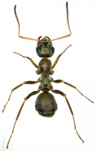 Réf. 211 270 : Formica sp.